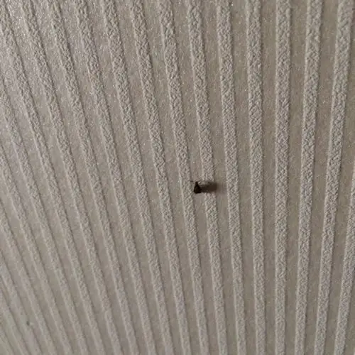 家里有红豆虫怎么除掉 红豆长虫了满屋子都是怎么办