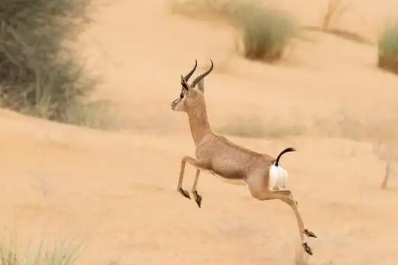 山瞪羚:一种夜晚吃草的羚羊(只分布于阿拉伯半岛)