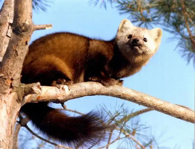 紫貂长白山亚种 (动物)