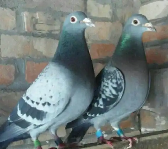 不过要想鸽子杂交出优势,杂交效果好一些,还是需要注意