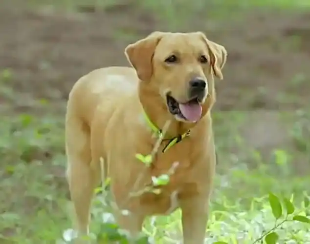 神犬 小七 搜救训练开始啦!