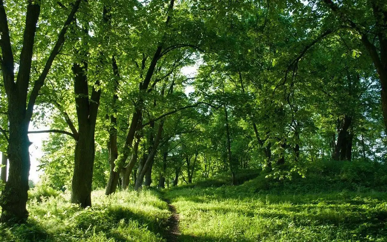 绿色护眼森林风景图片桌面壁纸