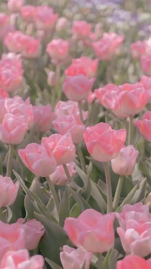 粉色意境小清新摄影高清手机壁纸