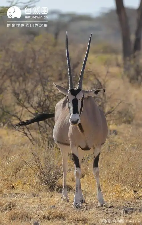 长角羚(又称剑羚)虽然没有大羚羊这么巨大的体型,但那对直长如剑的