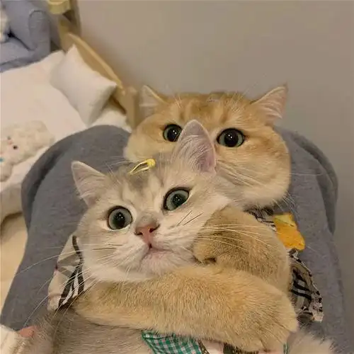 求两只猫猫的头像qwq