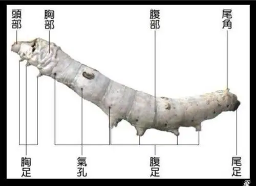 萤火虫之声——蚕宝宝