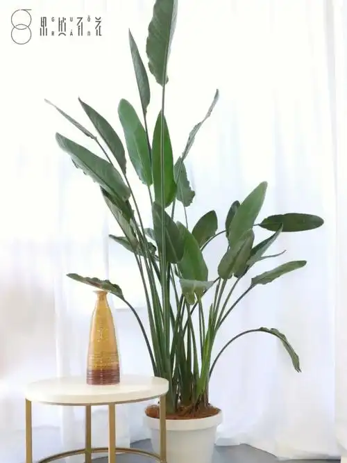 鲜切花之王天堂鸟,又名鹤望兰,因其型似仙鹤,姿态优雅深受大众喜爱