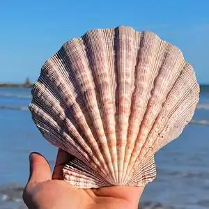 海螺收藏贝壳图片