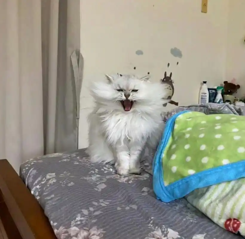 这只鳌拜猫表情看起来有点凶,其实很胆小!