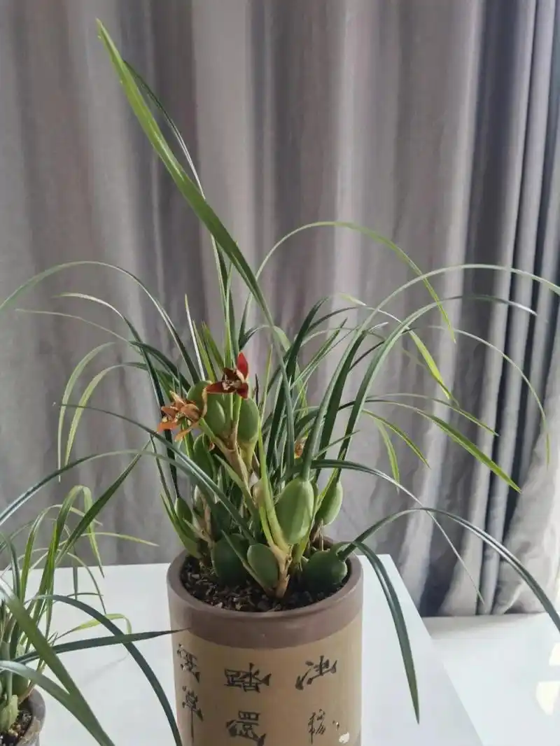 咖啡兰到货.咖啡兰非常喜光,应该保持好阳光,夏季光线较强时注 - 抖音