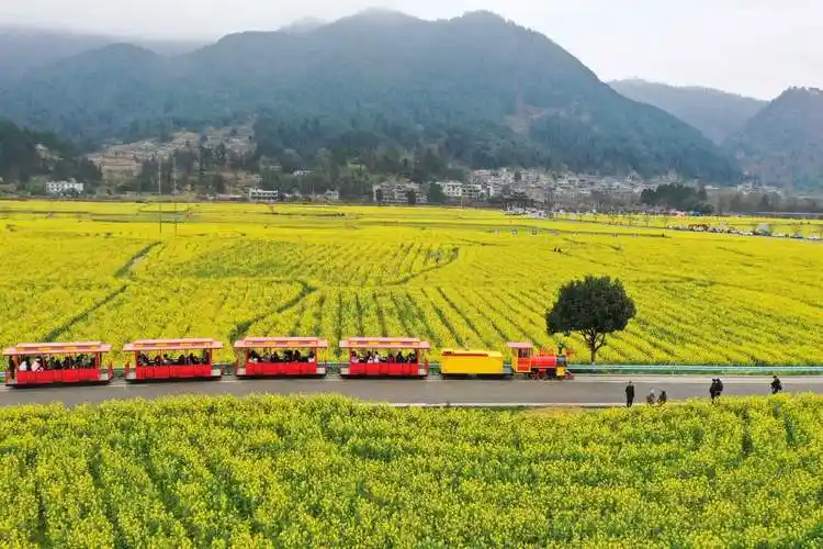 3月3日,在贵州省贵定县盘江镇"金海雪山"景区,游客乘坐观光小火车观赏