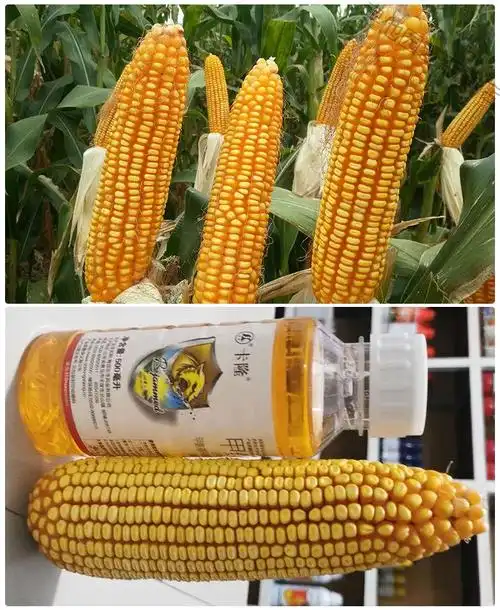 玉米种子高产批发苞谷南北方新品种春播夏播矮杆大棒抗旱抗倒抗病3斤