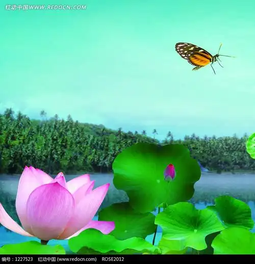 莲花荷叶上飞着一只美丽的蝴蝶