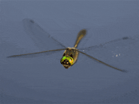 500_375gif 动态图 动图