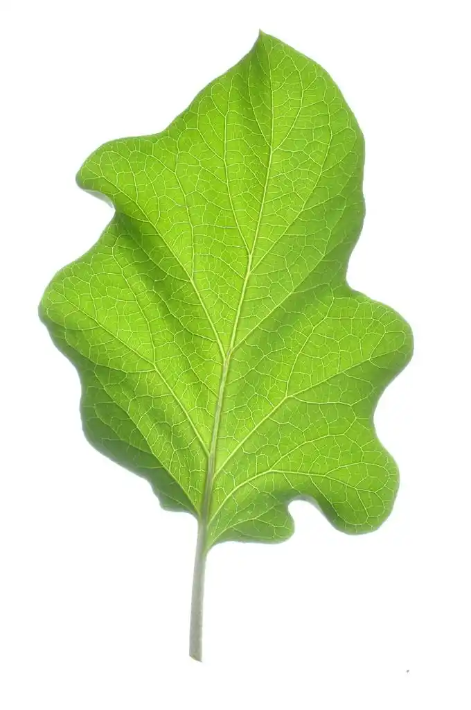 茄子的叶子