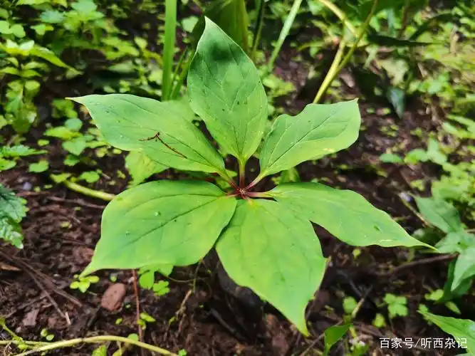 身边的中草药——重楼