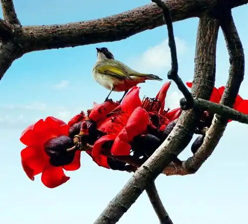 木棉花开红似火