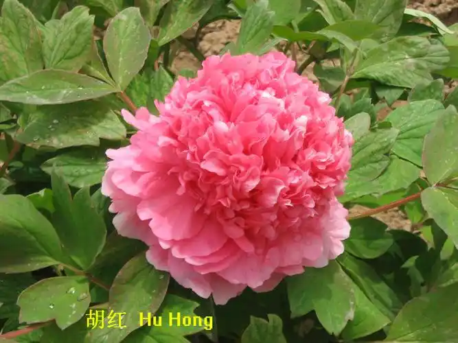 牡丹映像——胡红