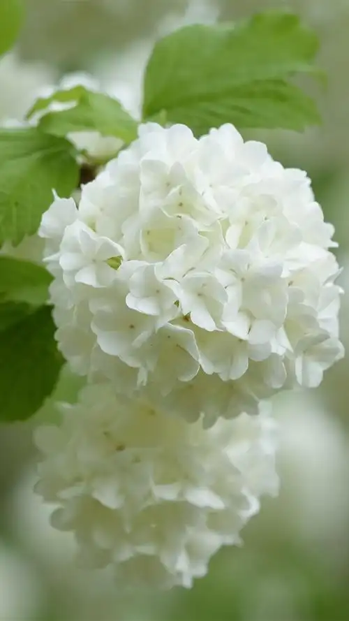 白色绣球花花序4k