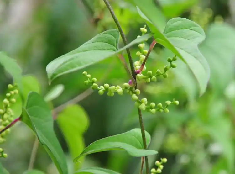 农村生长的这种野生藤本,农民拿来喂猪,却不知有很高的药用价值