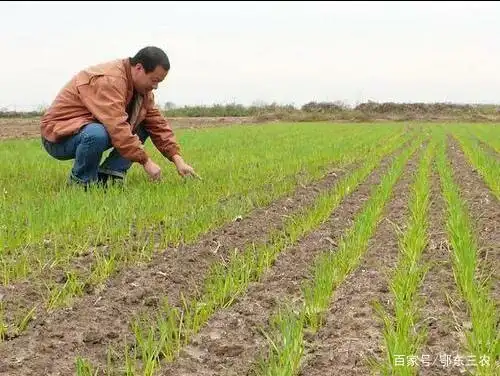 磷酸二氢钾在小麦种植上什么时候使用最科学?