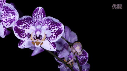 花开瞬间刹那芳华太美了