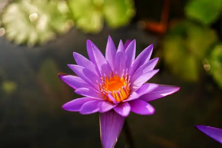 睡莲ddc05943摄于2021年10月7日南宾