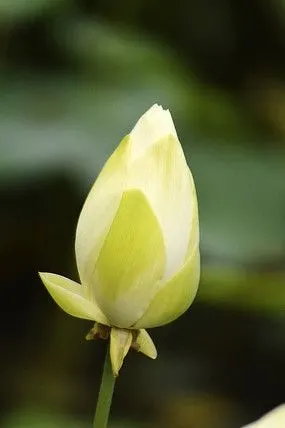 白色荷花骨朵摄影