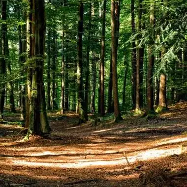 绿色森系风景头像森林里笔直生长的树木