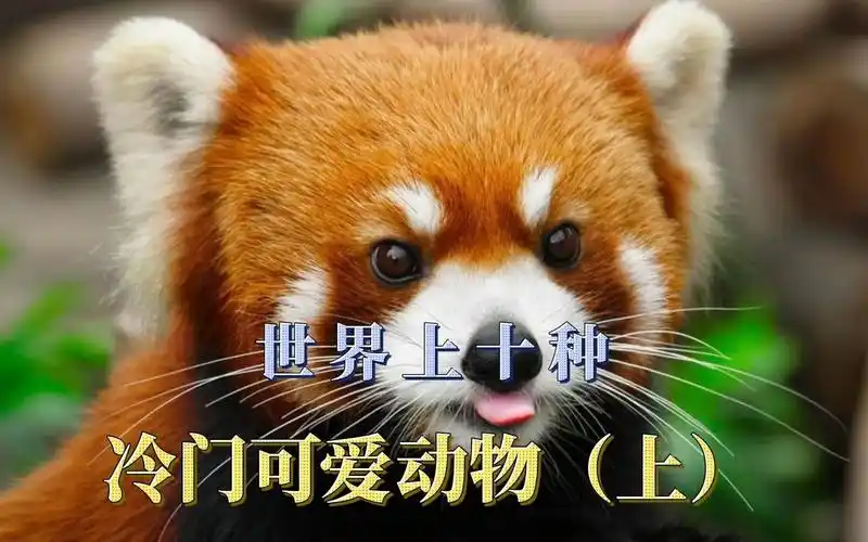 世界上最可爱的动物,宠物(上)