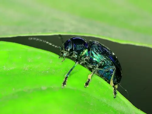 快门声声;金龟子