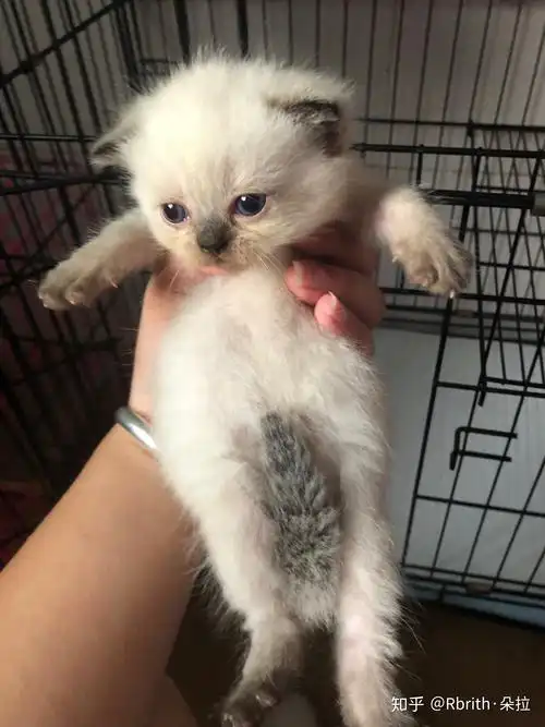 想问一下蓝猫和虎斑配出来是什么样子的