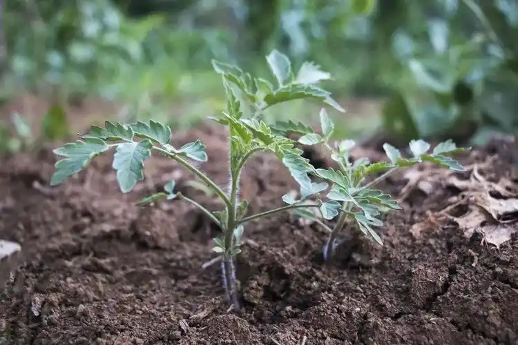 西红柿前期如何控制徒长?学学高手怎么防(附案例分析)