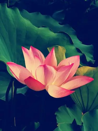 莲之爱,修心养性