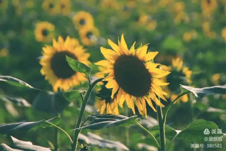 漫步于绽放在秋日慵懒的阳光下的葵花深处 好生惬意!