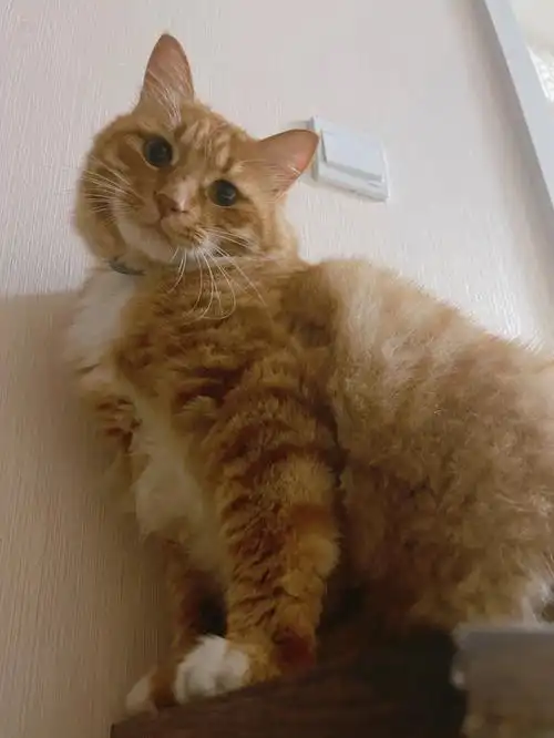 小猫咪的歪头杀