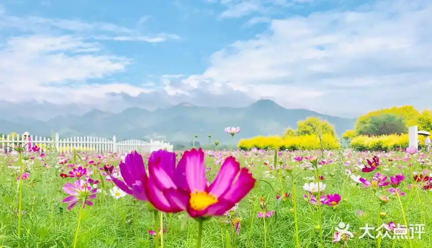 昌平十三陵镇的花海这里五颜六色的鲜花蓝天白云下鲜