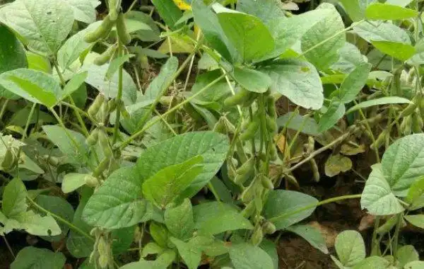 请问如何防治大豆肥害?