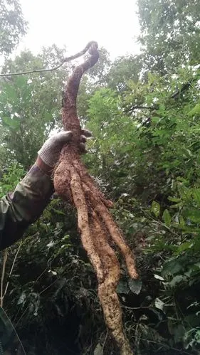 野生淮山药