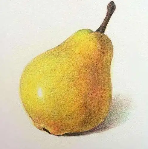 彩铅手绘水果系列 可爱水果酸酸又甜甜