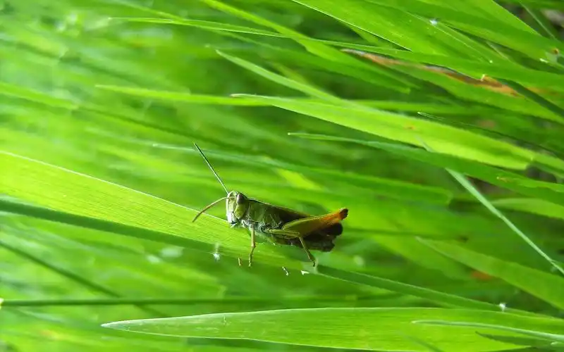 小清新护眼壁纸昆虫图蝗虫