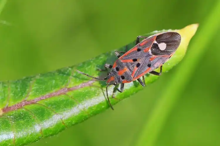 昆虫世界6-蝽科 作者:justin的美篇