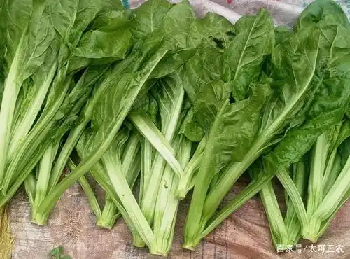这些叶菜要很长时间才收,只要进行合理种植,就会有收获