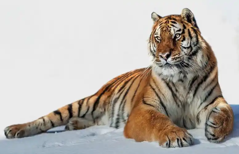 自然动物老虎桌面壁纸_凶猛的老虎