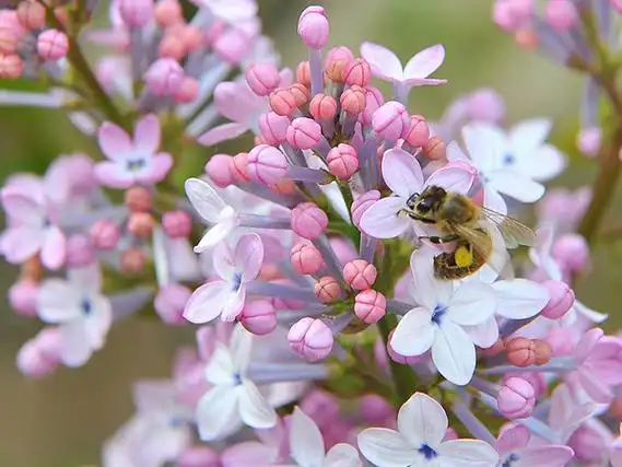 丁香花花语和传说是什么为你带来丁香一样的芬芳