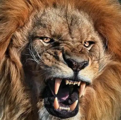 霸气的事物,人们都会用虎来形容,比如:虎将,虎头虎脑等等,然而,老虎