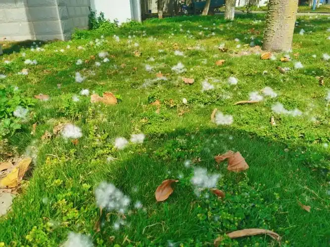 (校园里木棉飘絮,静待学子翩然归来)