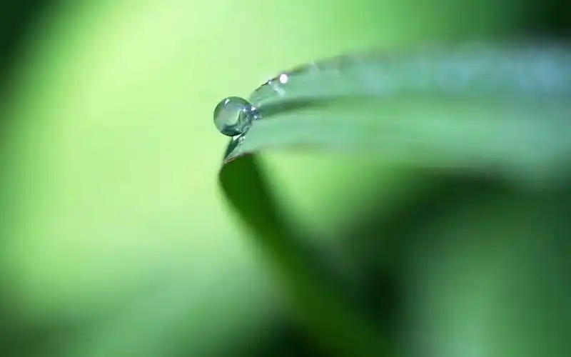 绿色护眼植物清新护眼系列高清电脑桌面壁纸图片