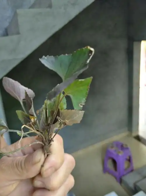 这个是什么草药在书上,农民就叫它野黄瓜,有什么药效