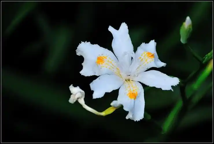 白色鸢尾花